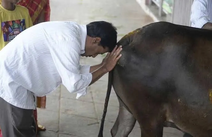 A man bowing his head and pressing his hands against the side of a brown cow